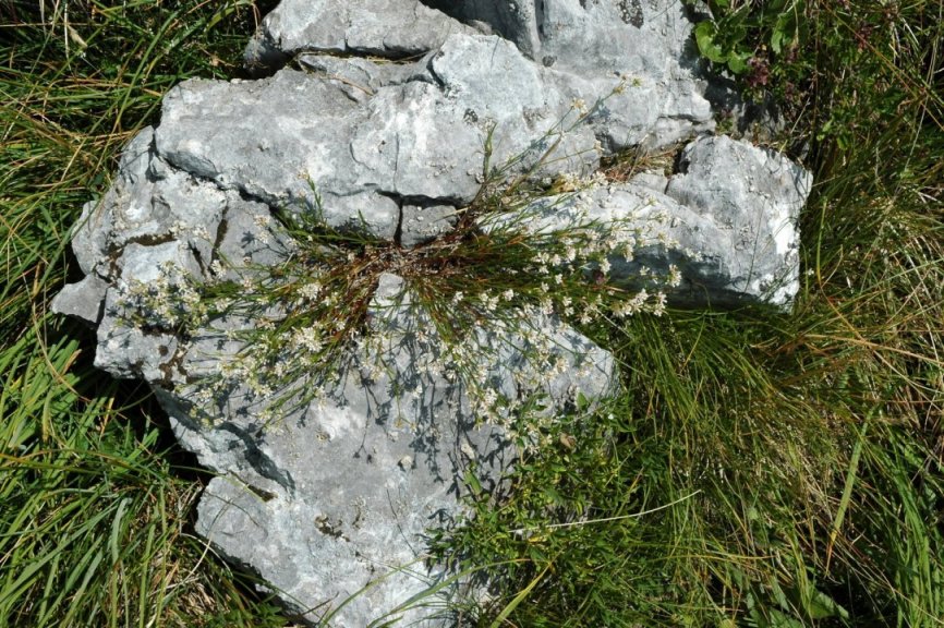 Asperula cynanchica / Stellina comune